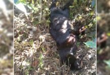 நல்லதண்ணியில் உயிரிழந்த நிலையில் கருஞ் சிறுத்தை மீட்பு!