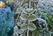 பனி விழும் மலர்வனமானது நுவரெலியா!