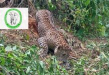 மனித நடவடிக்கை உள்ளிட்ட காரணங்களால் கடந்த வருடம் 25 சிறுத்தைப் புளிகள் உயிரிழப்பு!