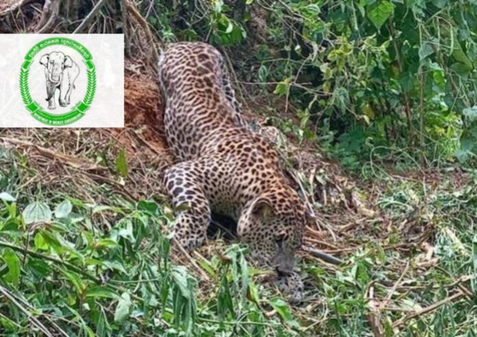 Black and Yellow Simple Thank You Flyer (2)