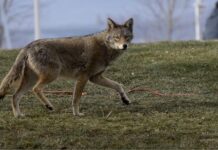 விட்பி (Whitby) பகுதியில் காட்டு ஓநாய் (Coyote) தாக்கி குழந்தை மருத்துவமனையில் அனுமதி – பொதுமக்களுக்கும் எச்சரிக்கை!